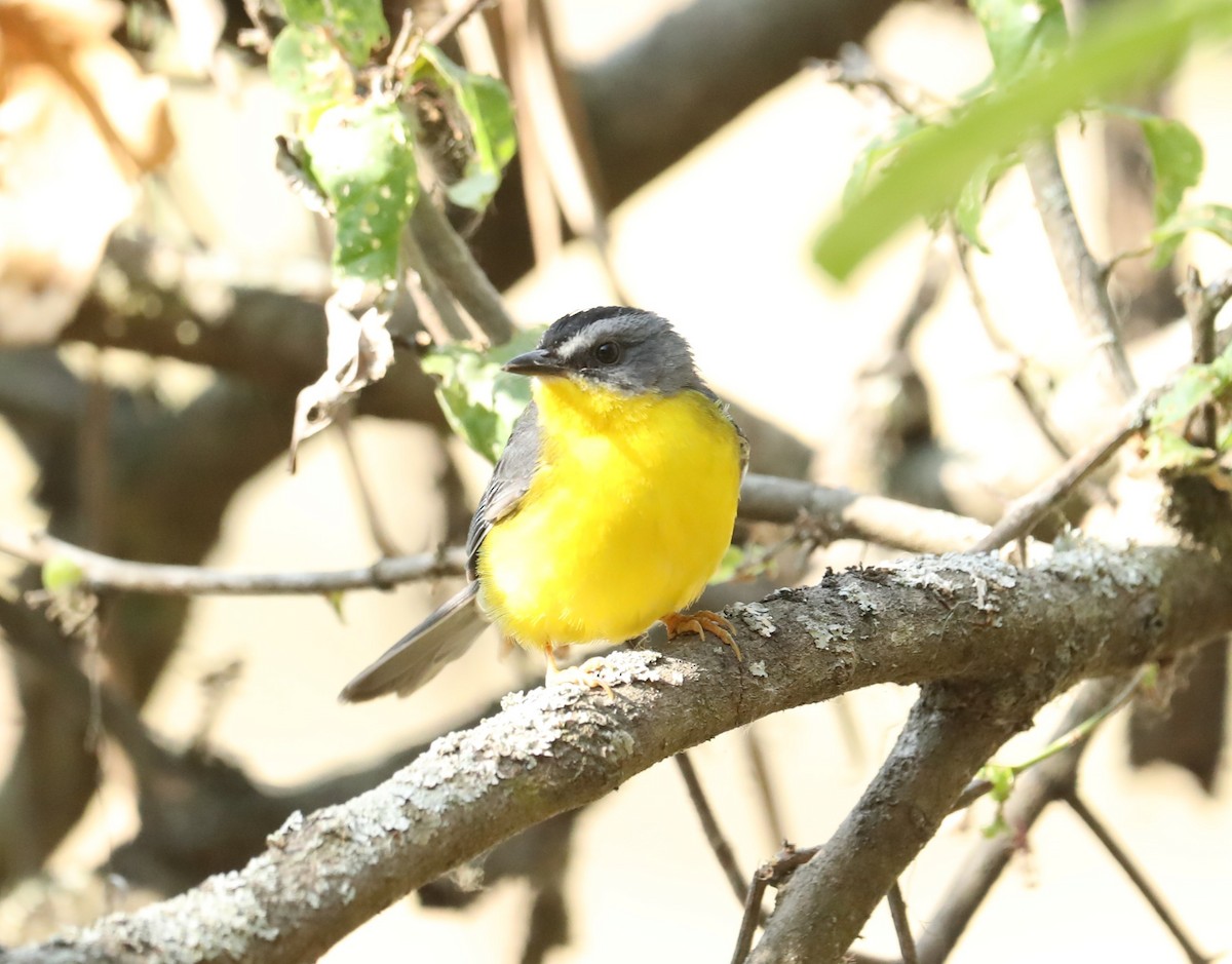 Gray-and-gold Warbler - ML642813972
