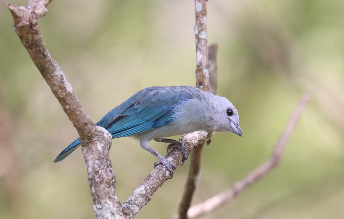 Blue-gray Tanager - ML642813998