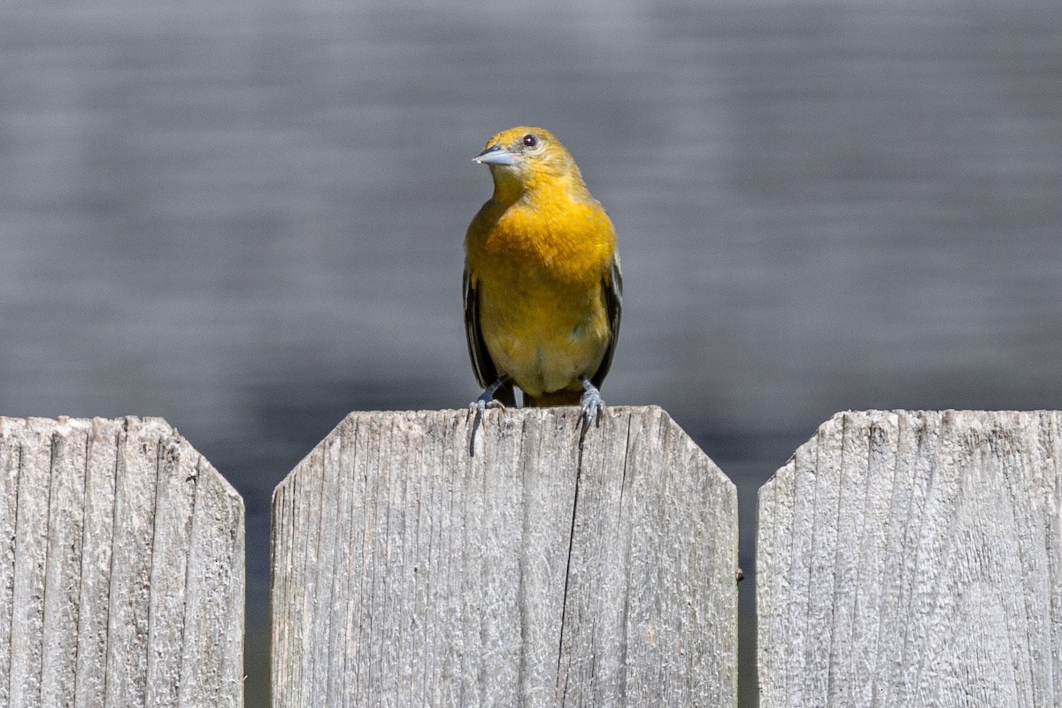 Baltimore Oriole - ML642813999
