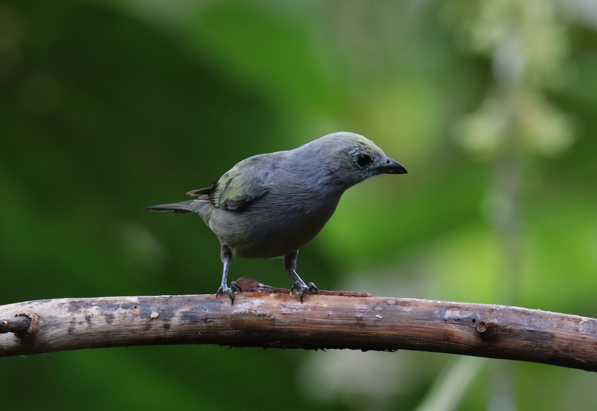 Palm Tanager - ML642814006