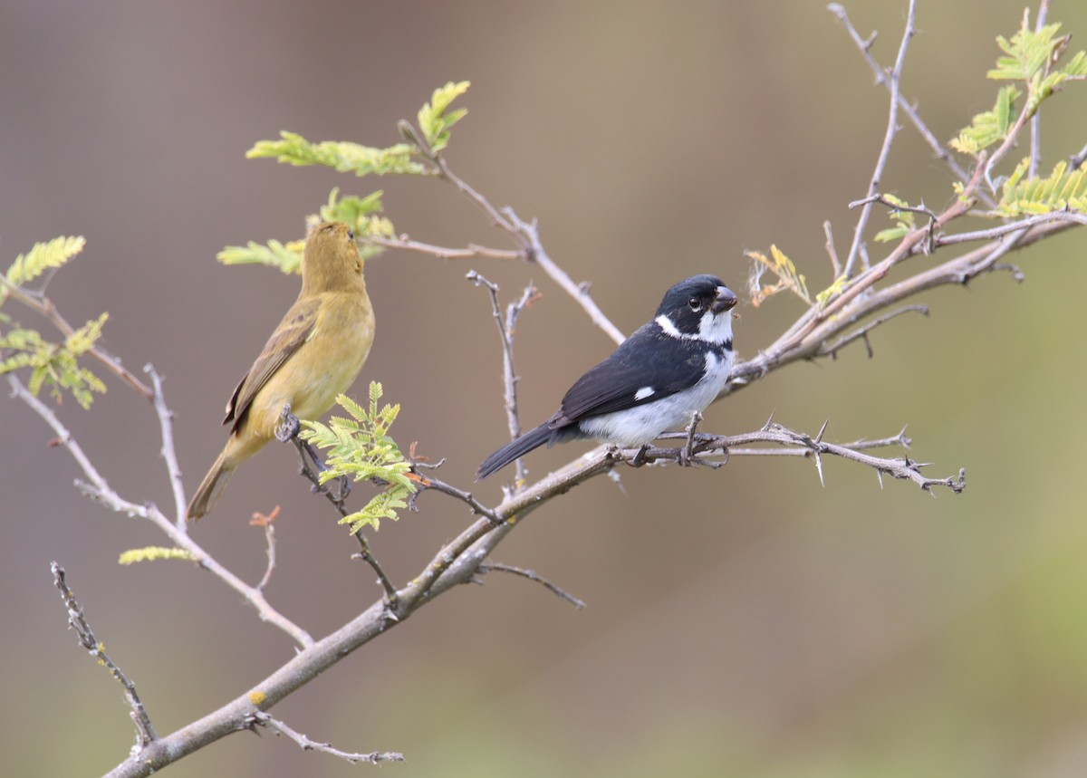Variable Seedeater - ML642814034
