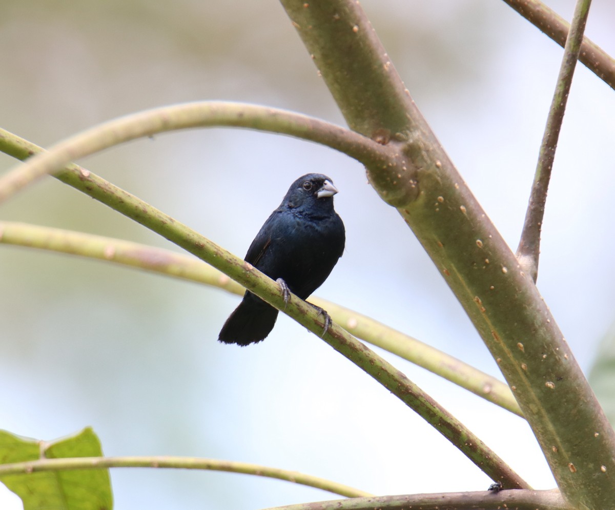Dull-colored Grassquit - ML642814043