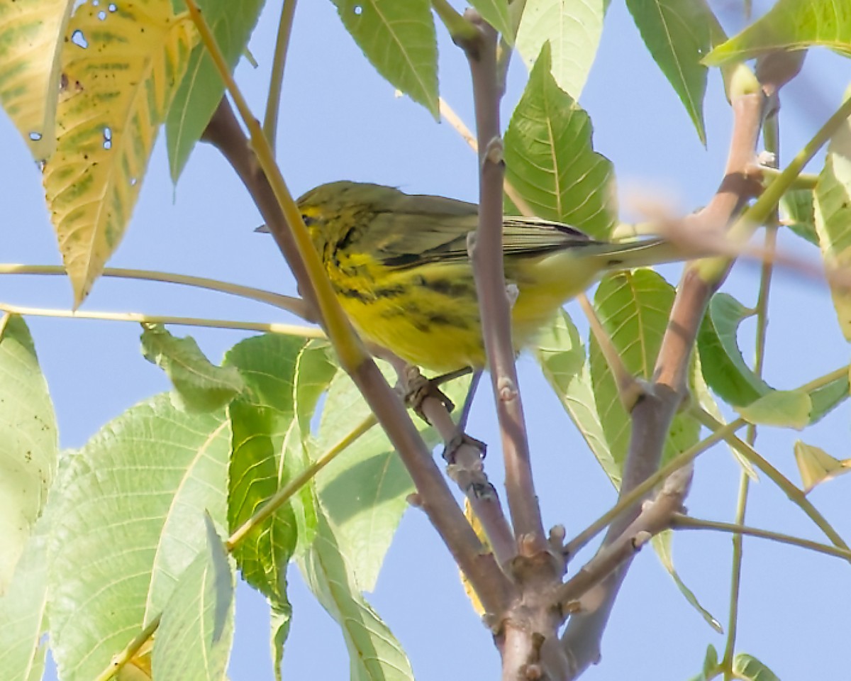 Prairie Warbler - ML642814045
