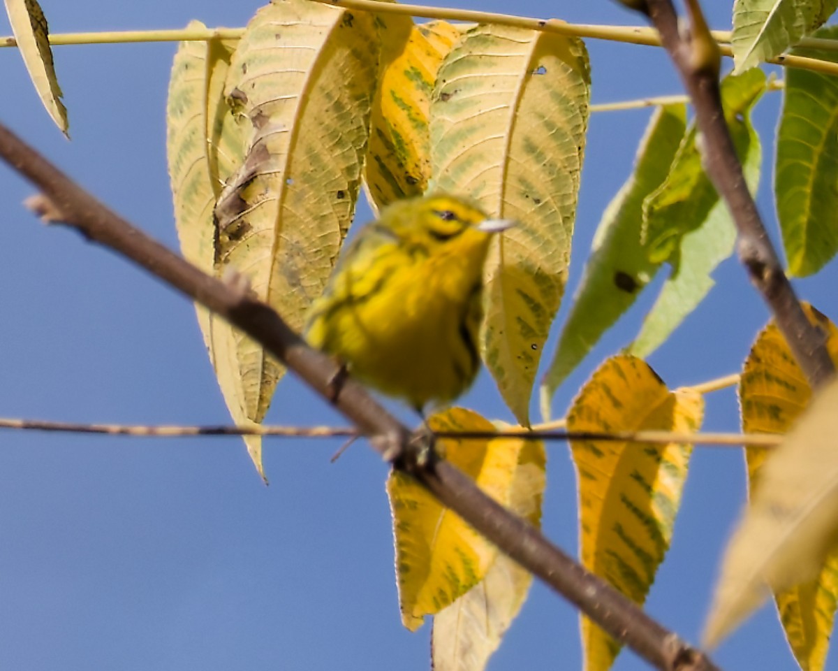 Prairie Warbler - ML642814046