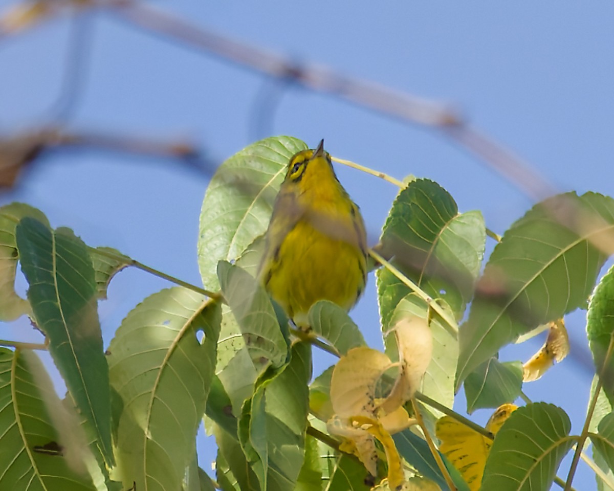 Prairie Warbler - ML642814047