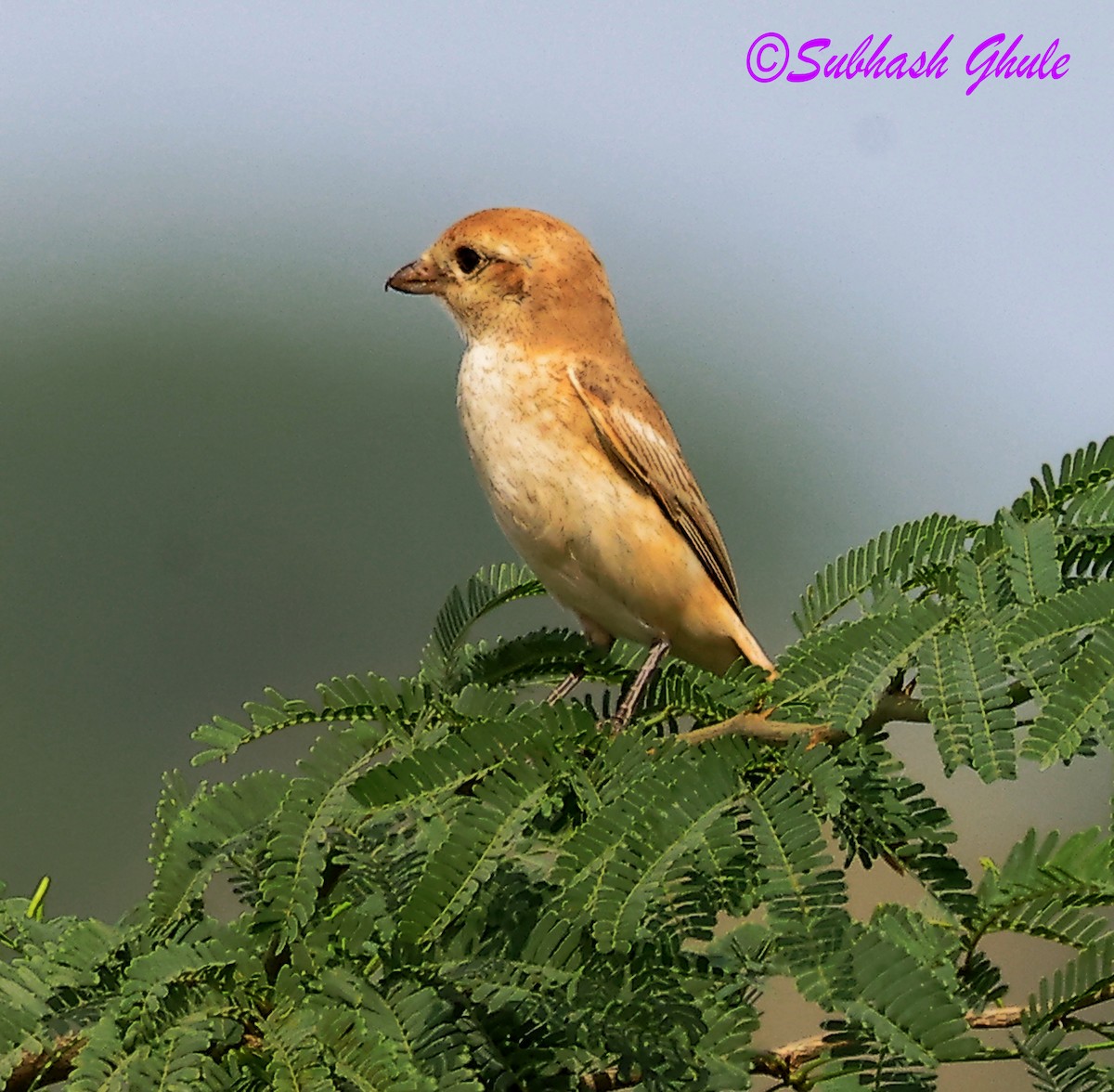 Isabelline Shrike - ML642814049