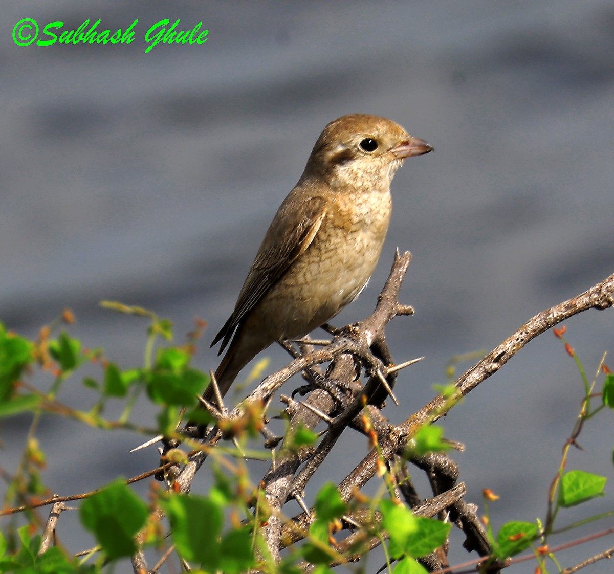 Isabelline Shrike - ML642814050