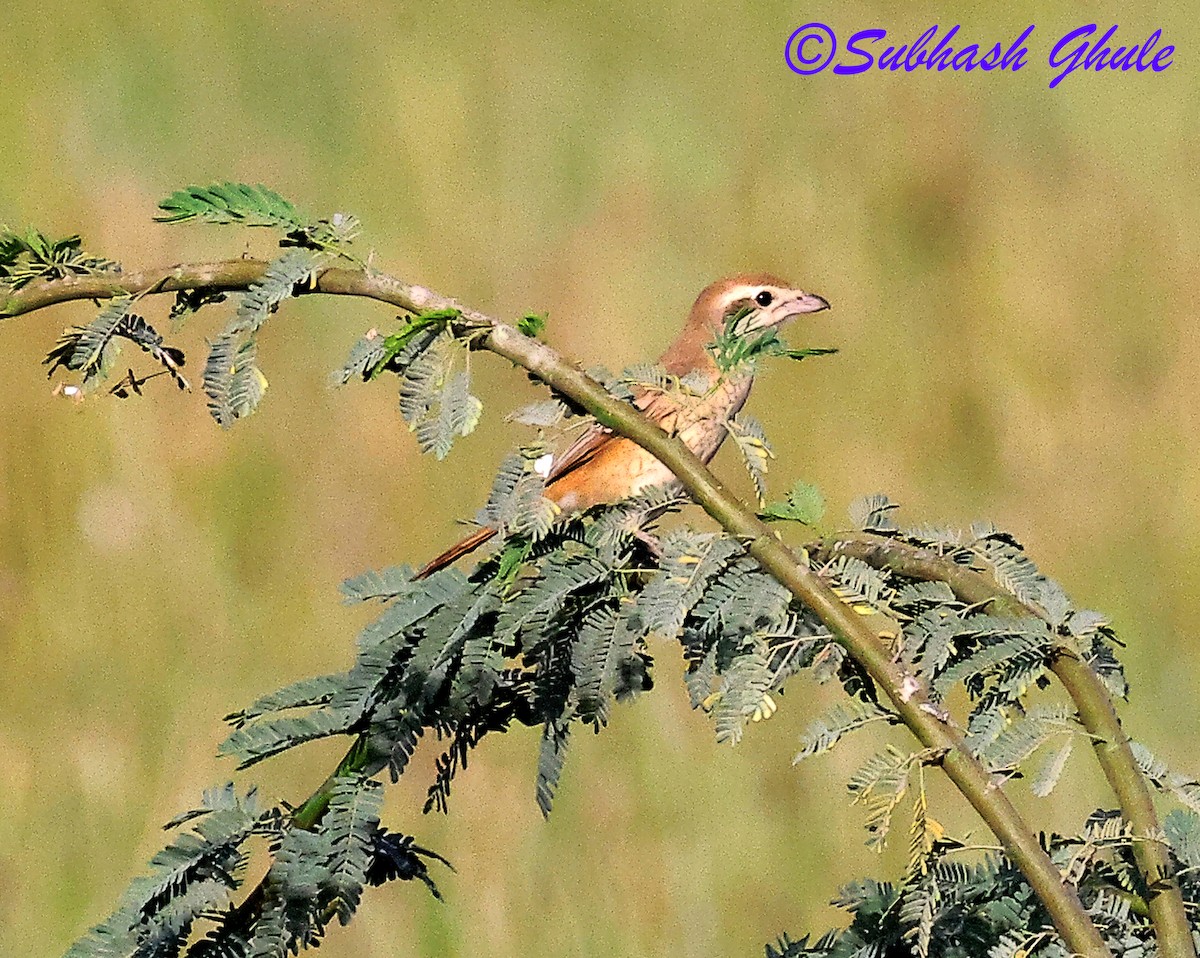 Isabelline Shrike - ML642814051