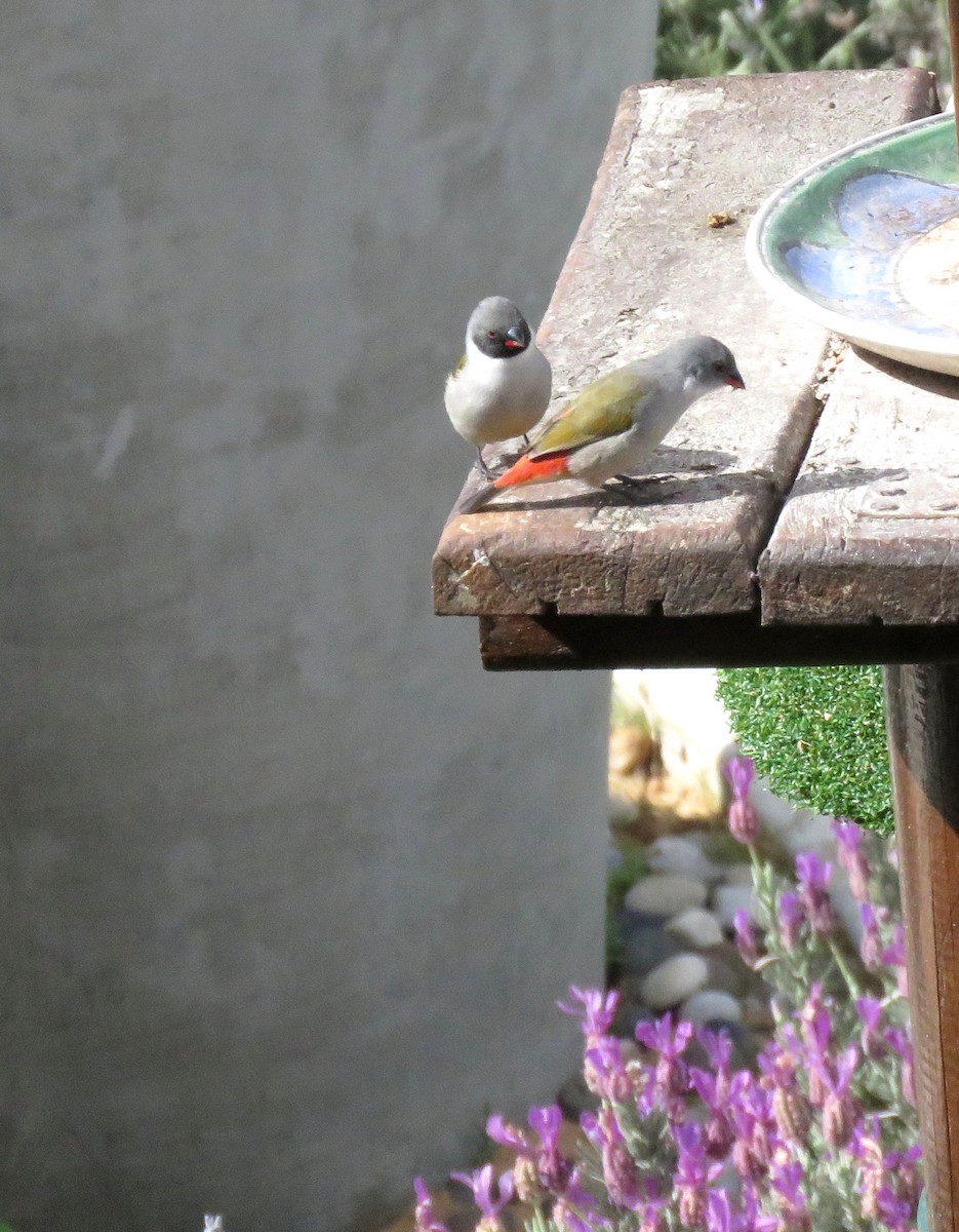 Swee Waxbill - ML642814064