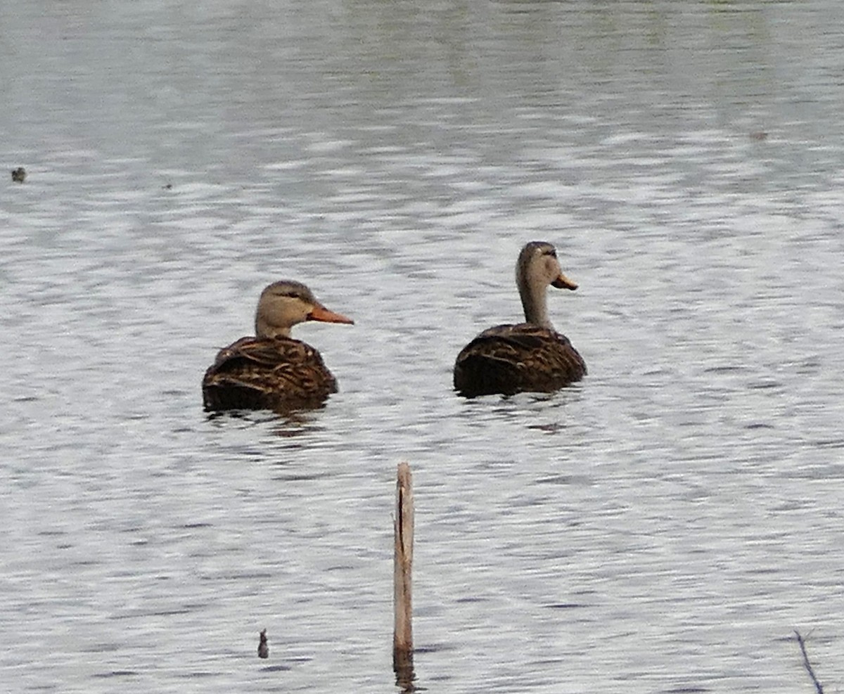 Mottled Duck - ML642814070