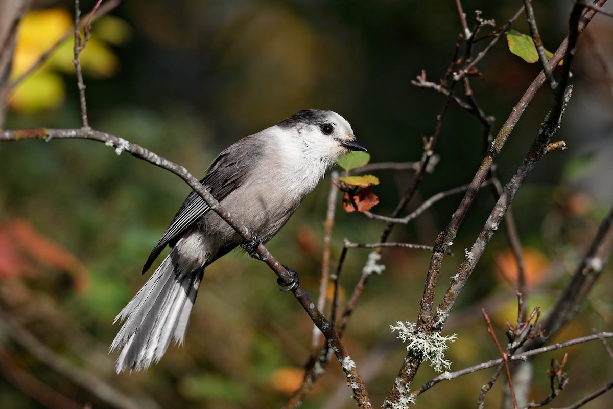 Canada Jay - Geoff Malosh