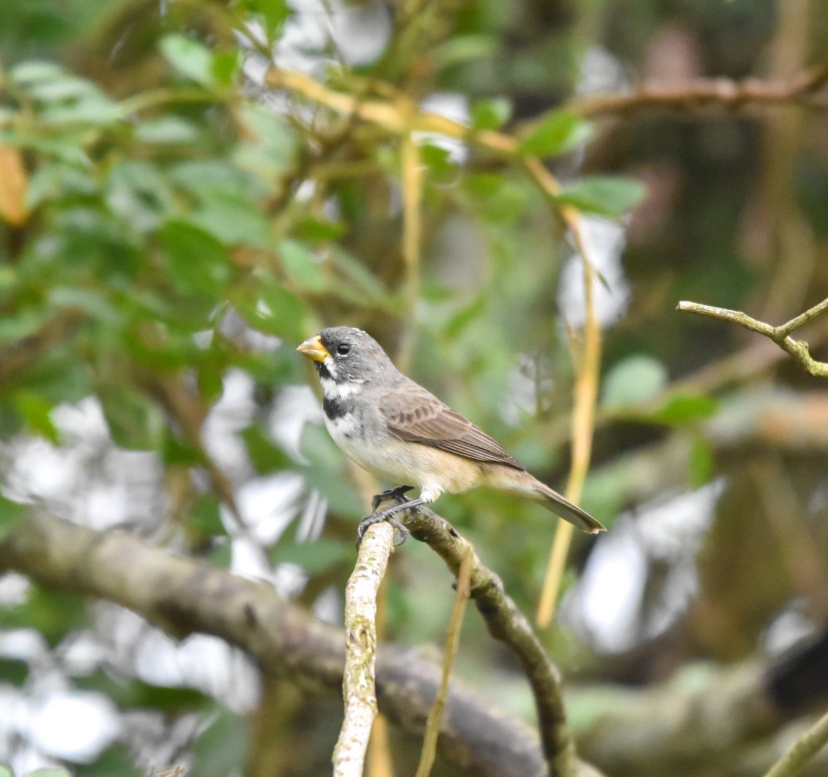 Double-collared Seedeater - ML642814080