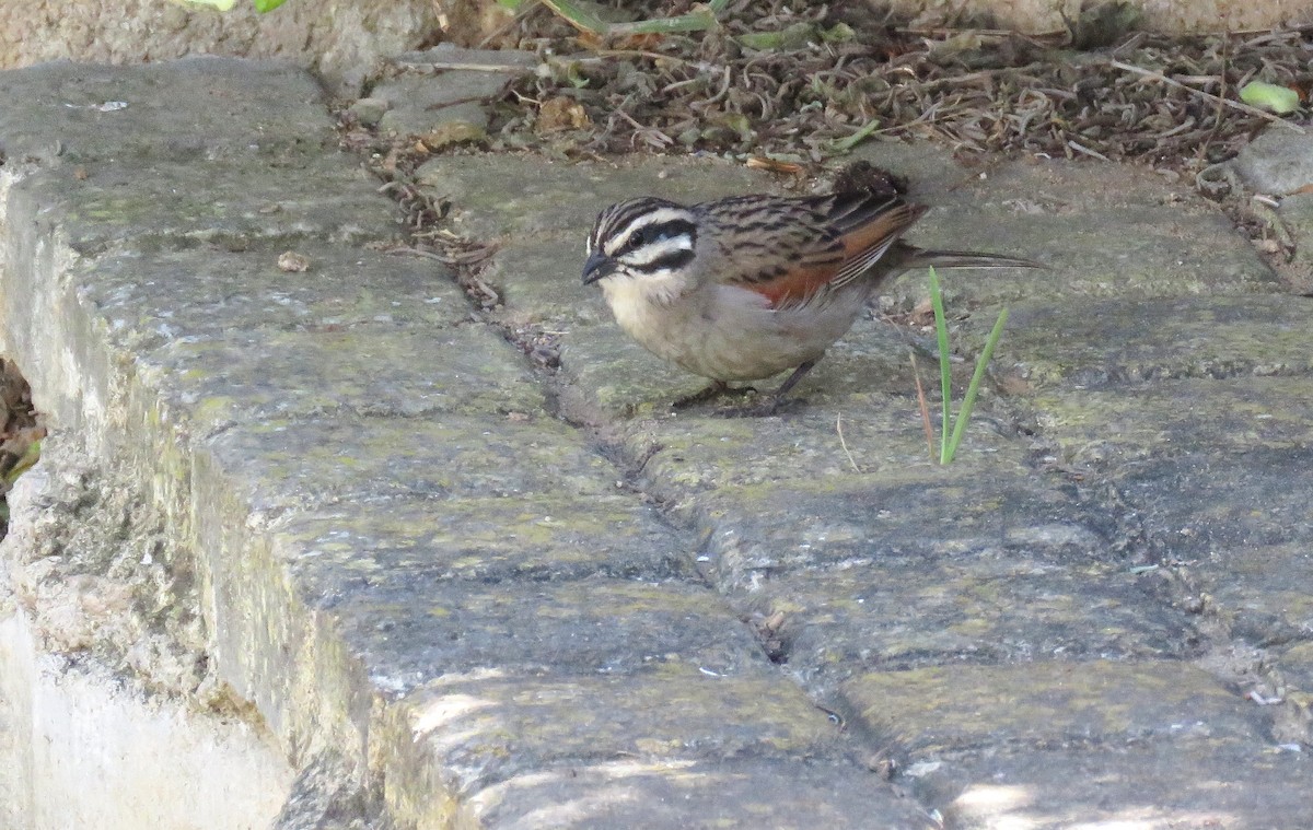 Cape Bunting - ML642814089