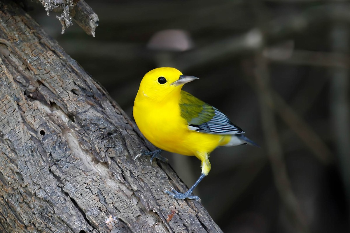 Prothonotary Warbler - ML642814100