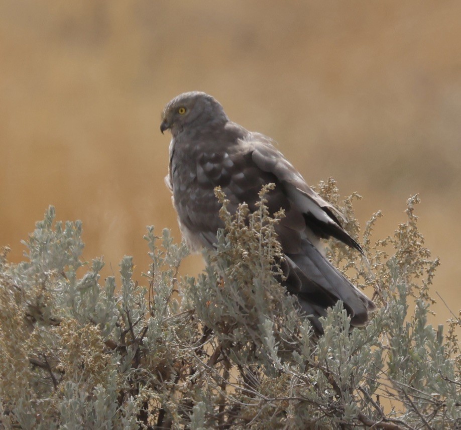 Northern Harrier - ML642814101