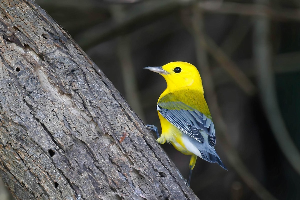Prothonotary Warbler - ML642814102
