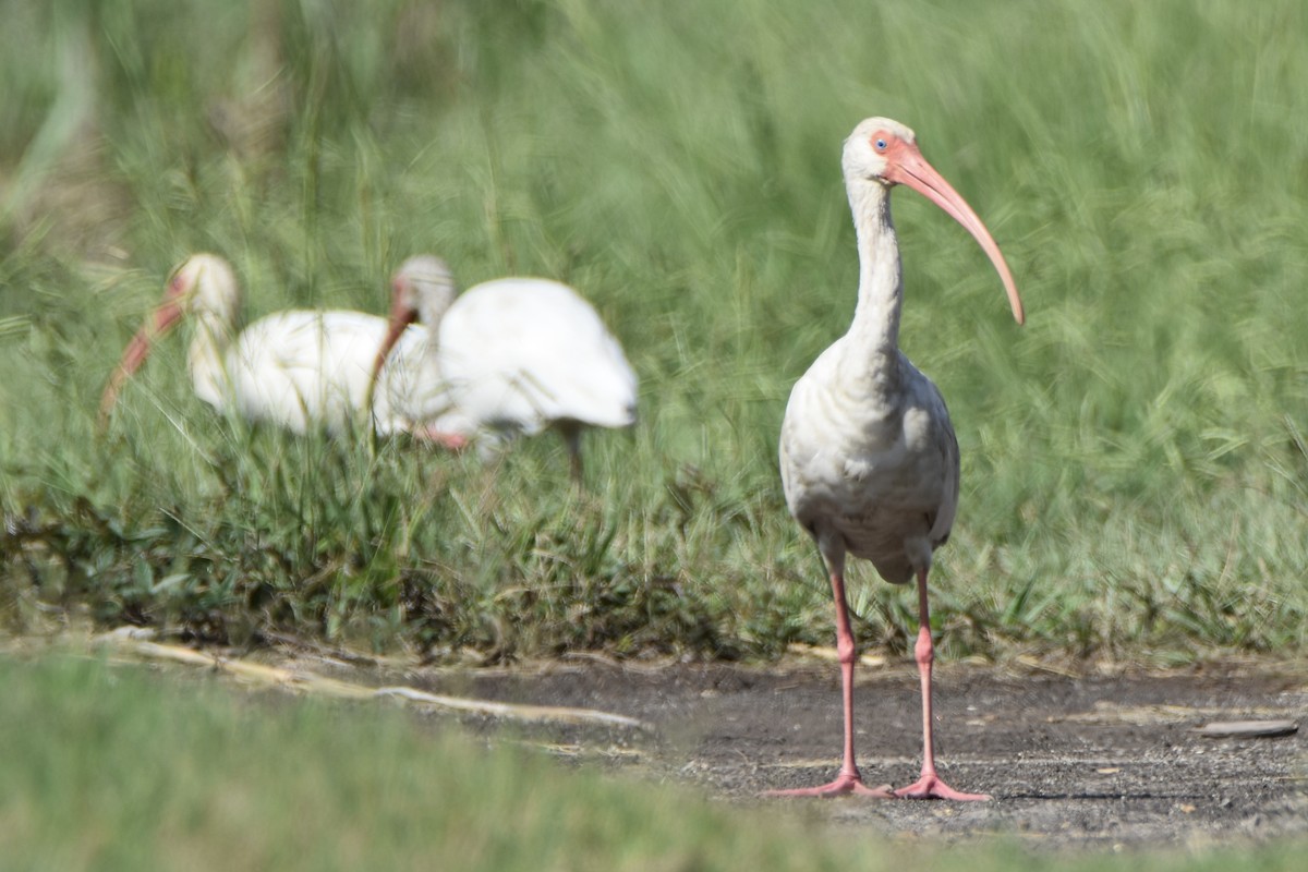 White Ibis - ML642814104