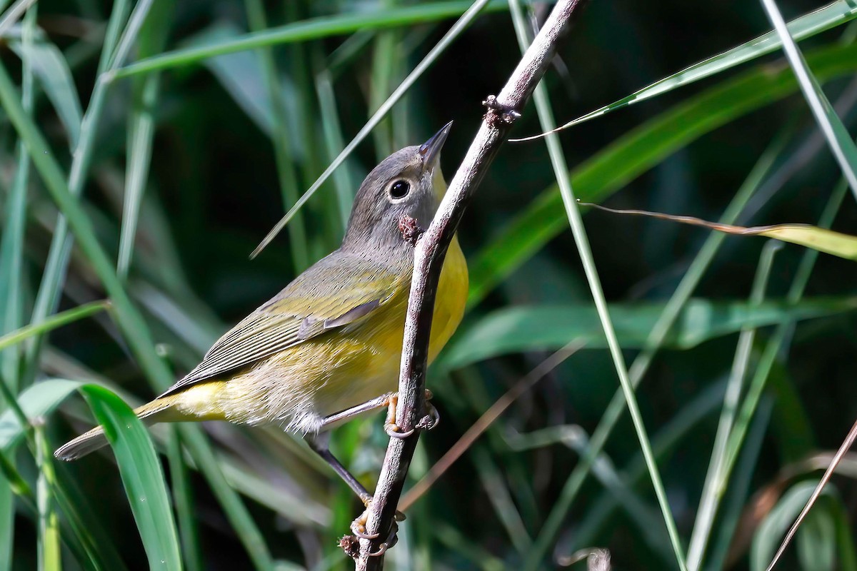 Nashville Warbler - ML642814110