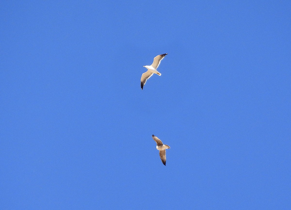 Lesser Black-backed Gull - ML642814111