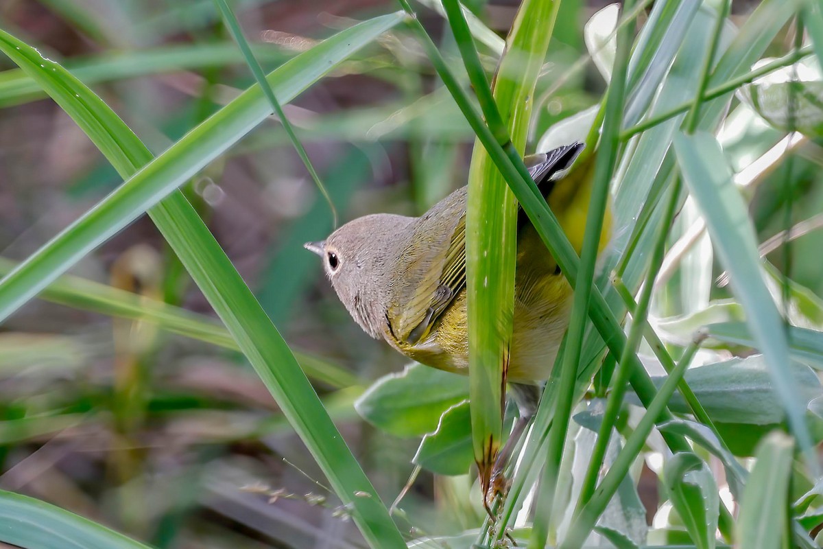 Nashville Warbler - ML642814112