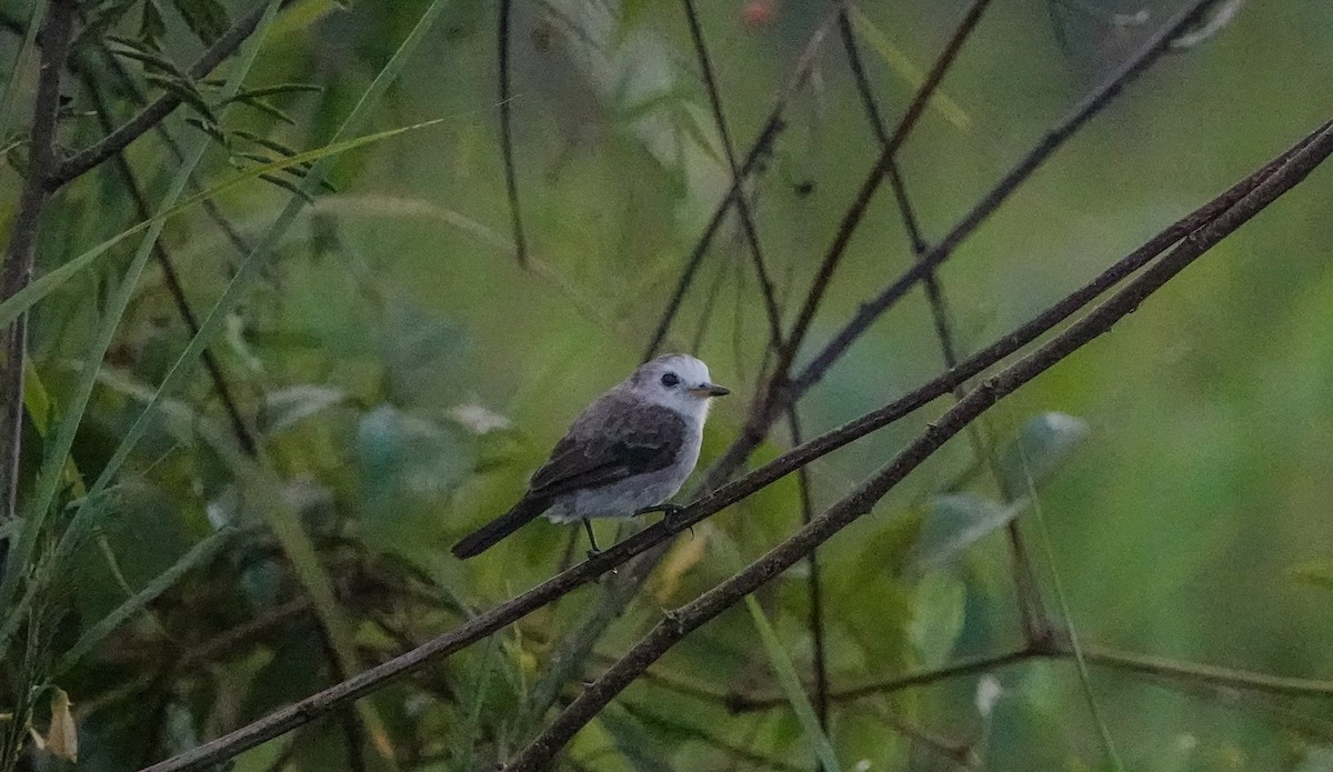 White-headed Marsh Tyrant - ML642814118
