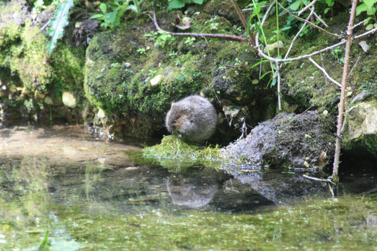 Animals - ML642814121