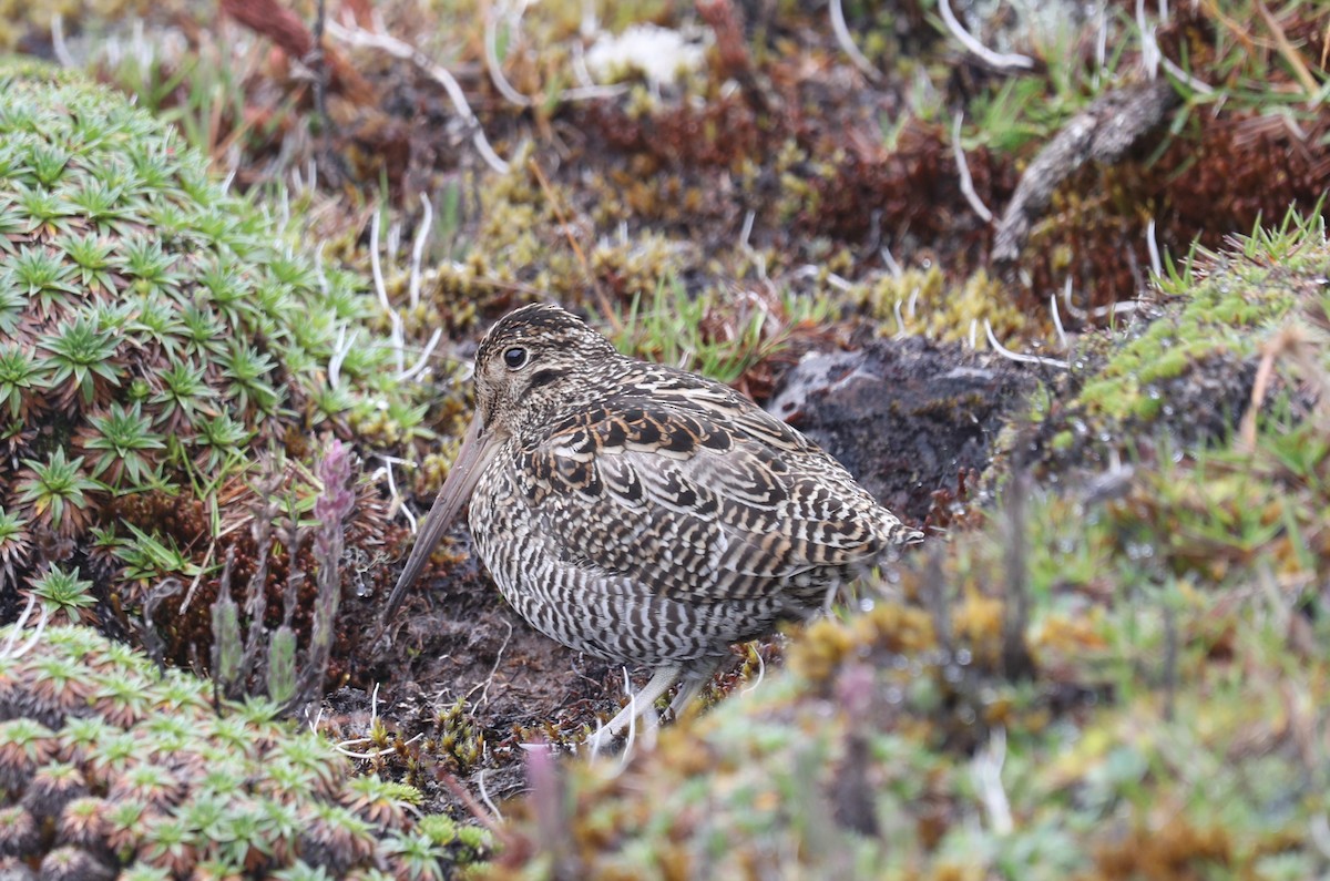 Jameson's Snipe - ML642814124