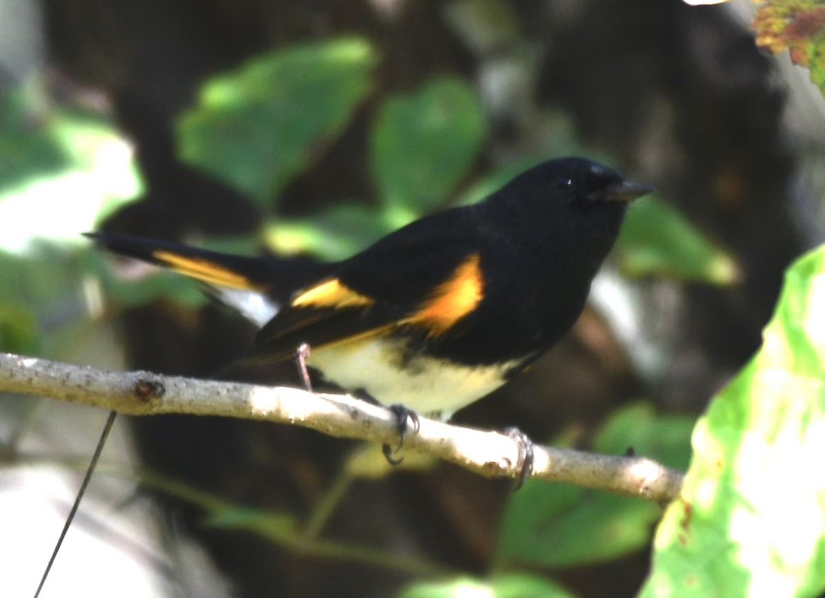 American Redstart - ML642814144