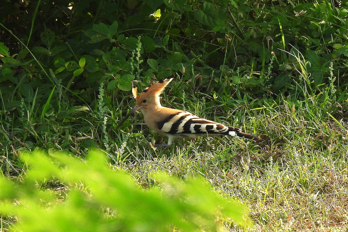 Eurasian Hoopoe - ML642814146