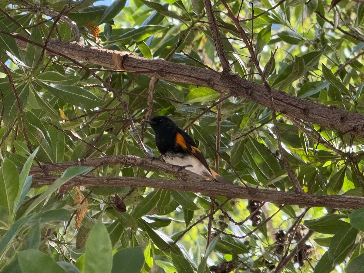 American Redstart - ML642814152