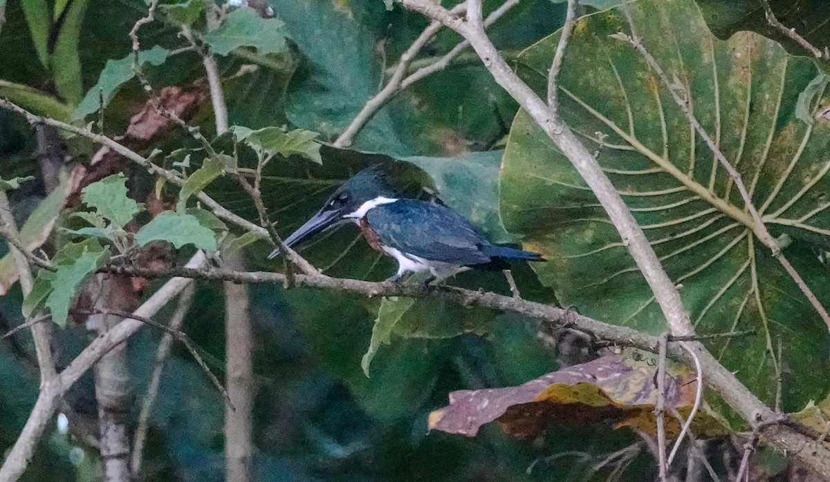 Martin-pêcheur d'Amazonie - ML642814161
