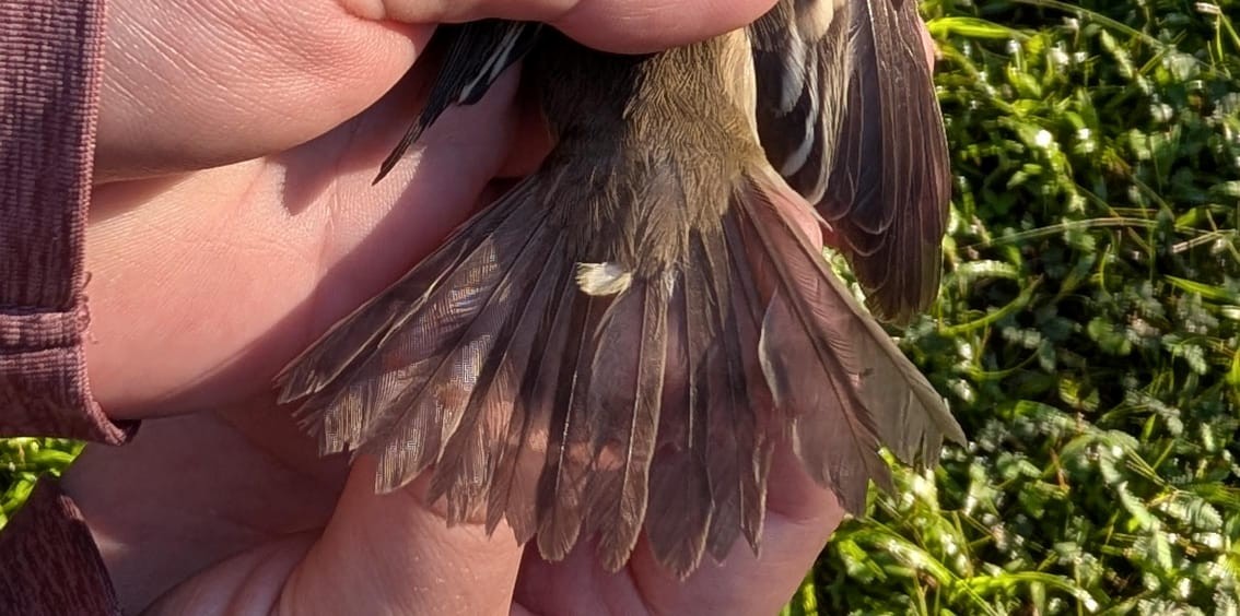 Willow Flycatcher (Eastern) - ML642814165