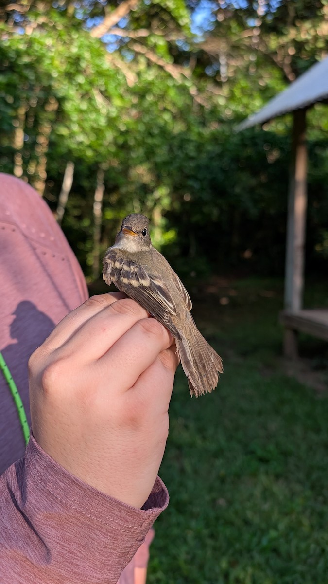 Willow Flycatcher (Eastern) - ML642814166