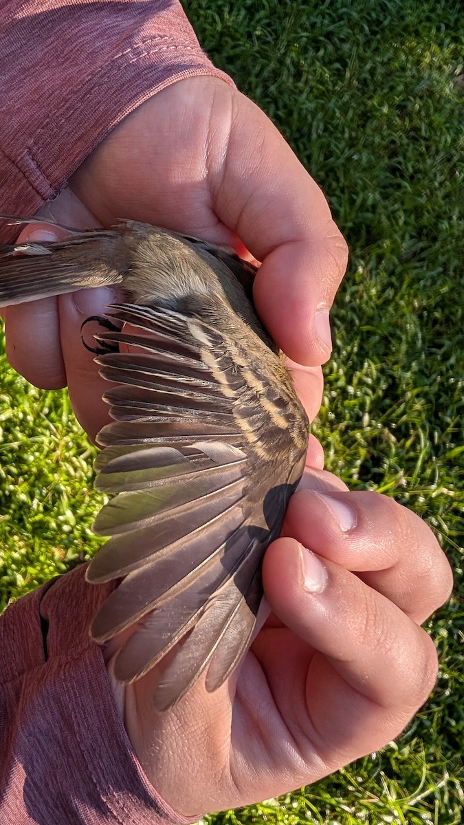 Willow Flycatcher (Eastern) - ML642814167