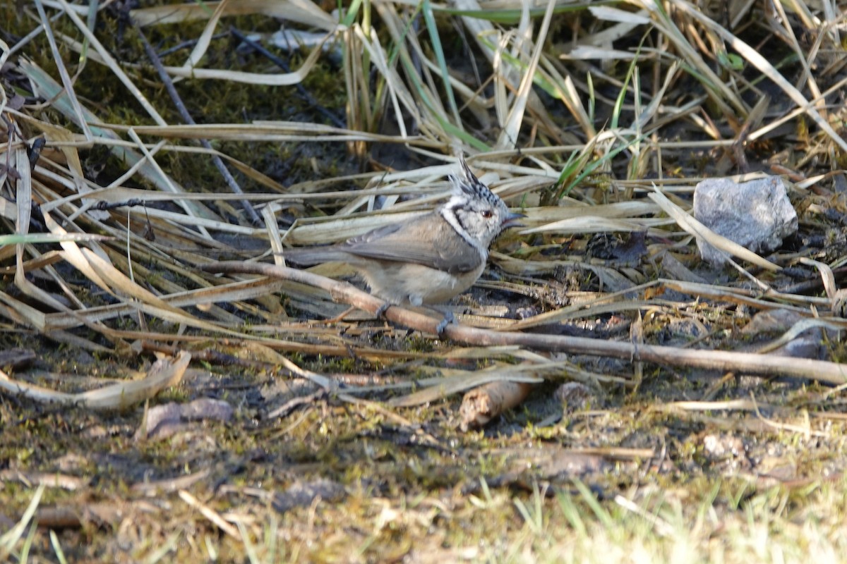 Crested Tit - ML642814175