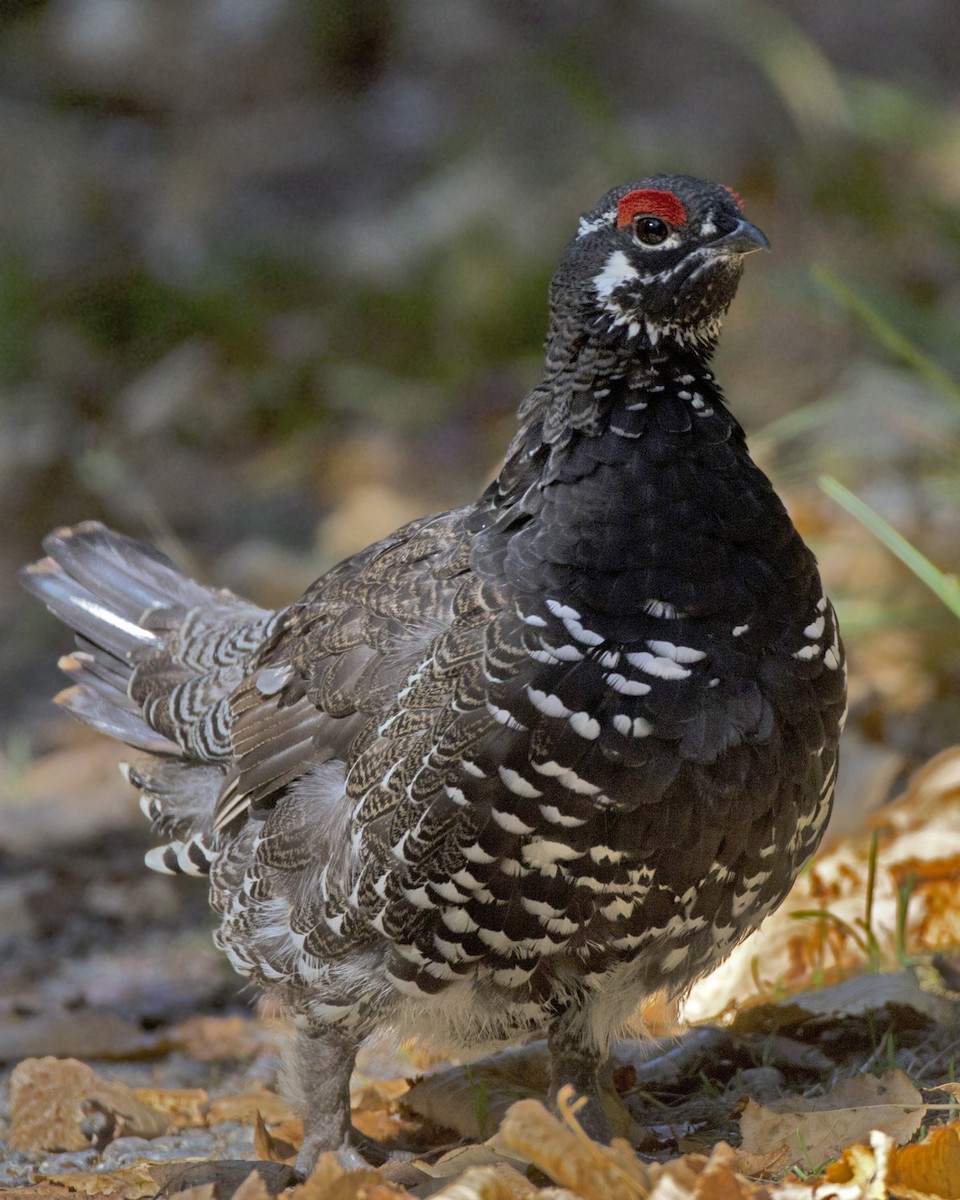 Spruce Grouse - ML642814180