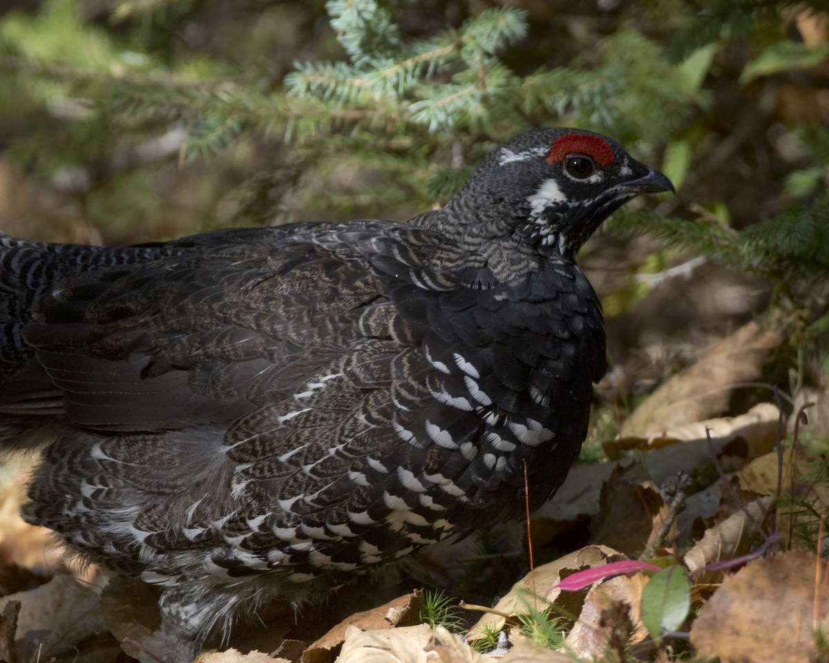 Spruce Grouse - ML642814193
