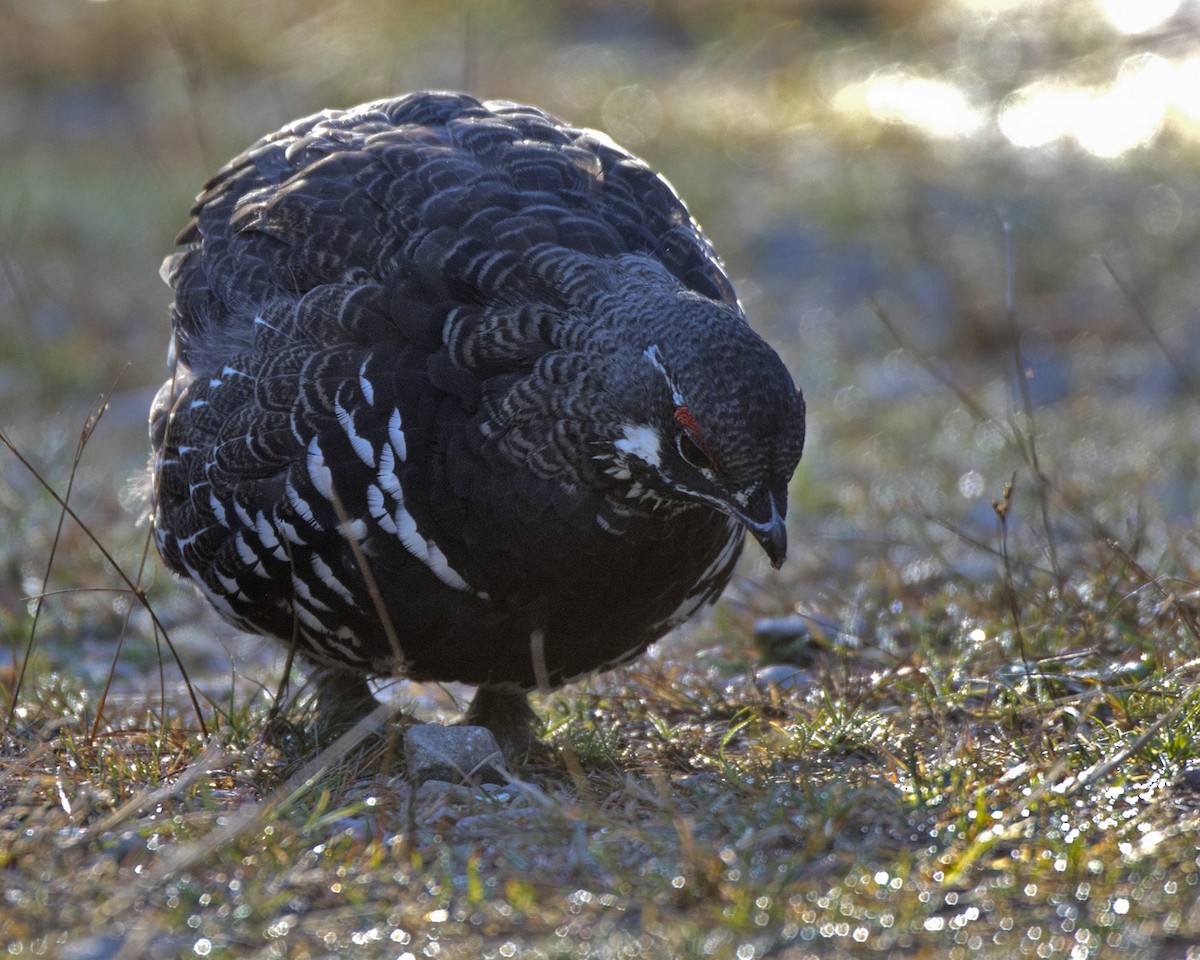Spruce Grouse - ML642814194