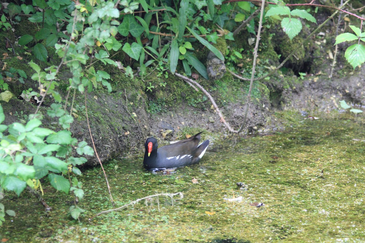 Eurasian Moorhen - ML642814196