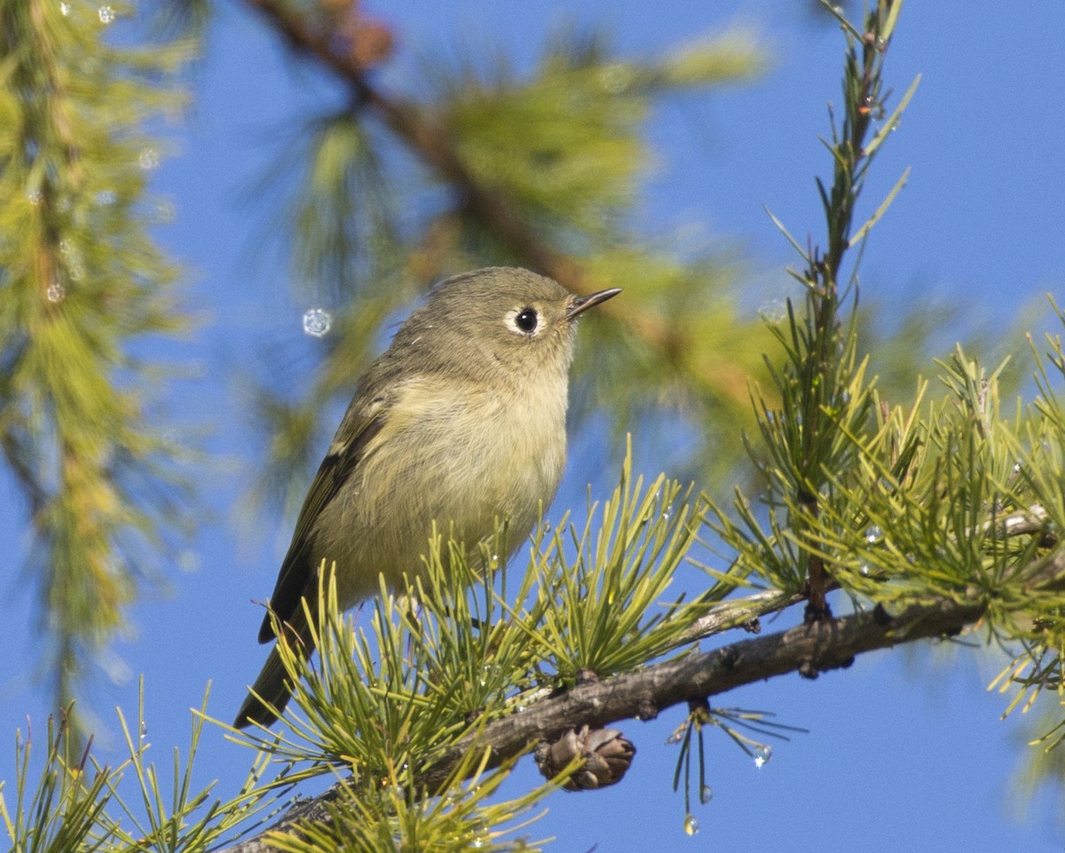 Ruby-crowned Kinglet - ML642814199