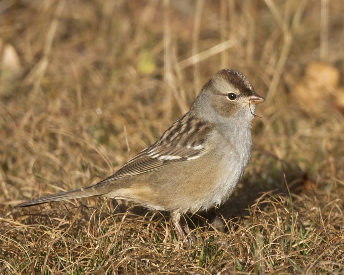 White-crowned Sparrow - ML642814205
