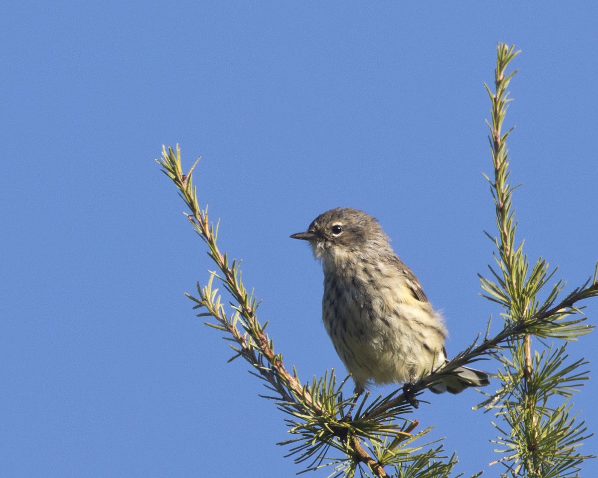 Yellow-rumped Warbler - ML642814210