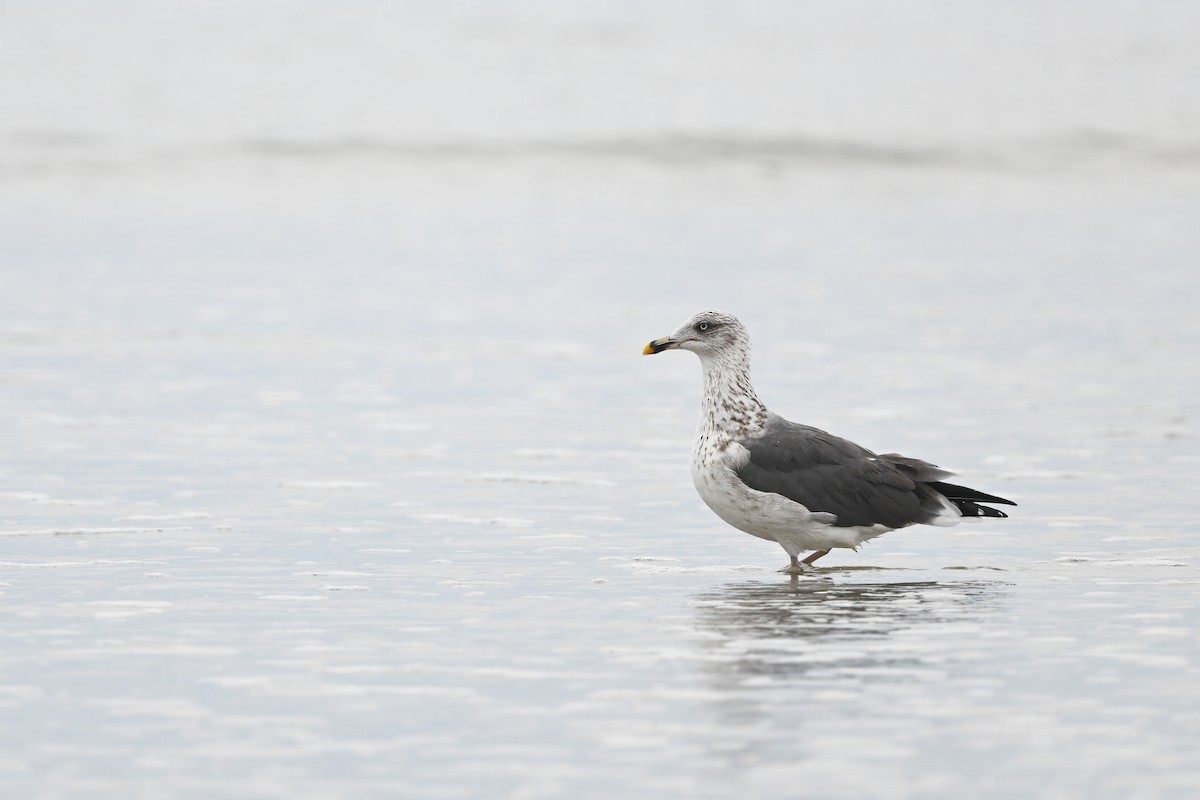 Lesser Black-backed Gull - ML642814216