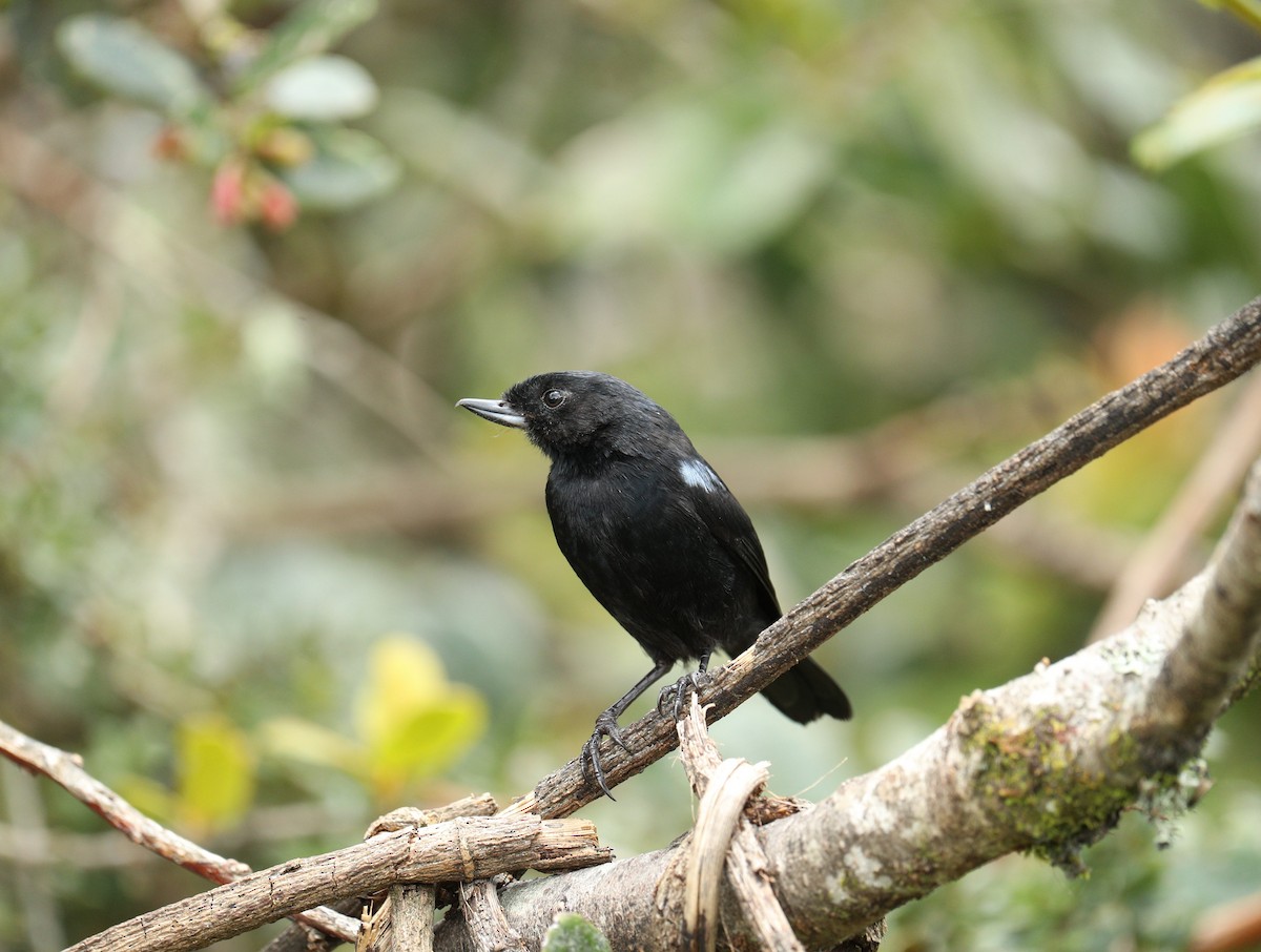 Glossy Flowerpiercer - ML642814221