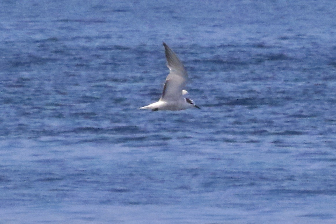 Aleutian Tern - ML642814222