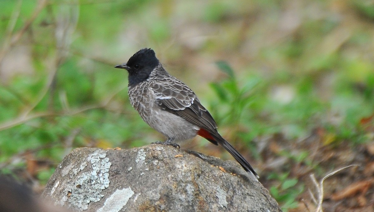 bulbul šupinkový - ML642814240