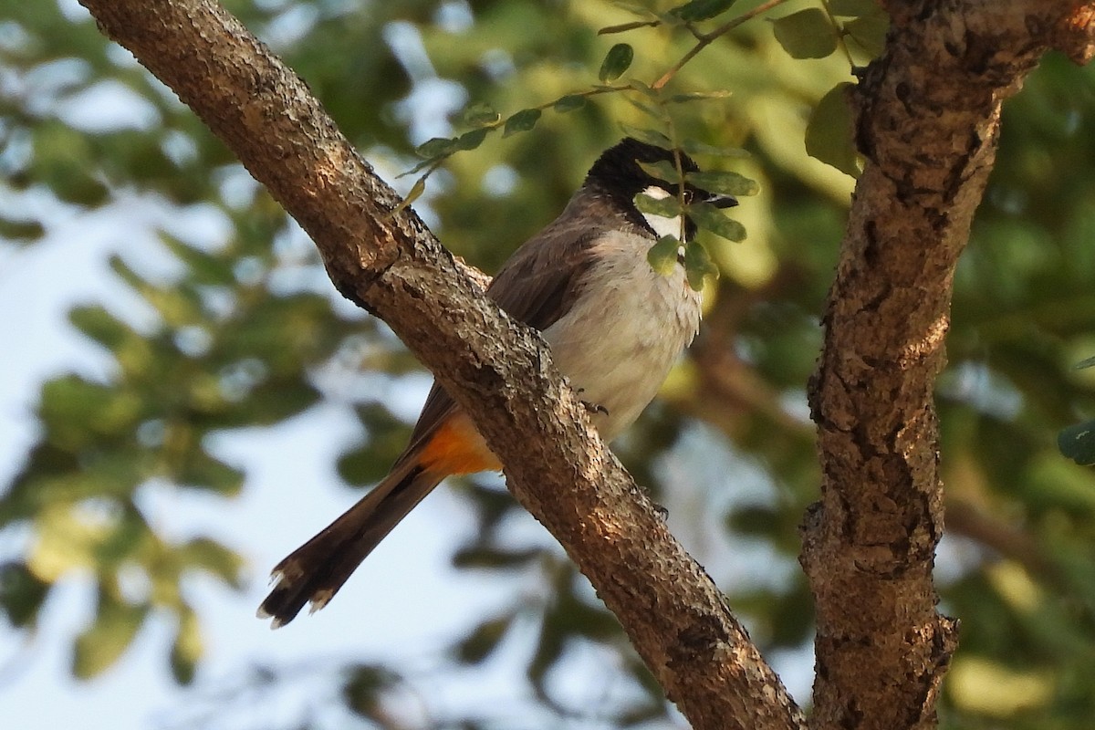 White-eared Bulbul - ML642814248