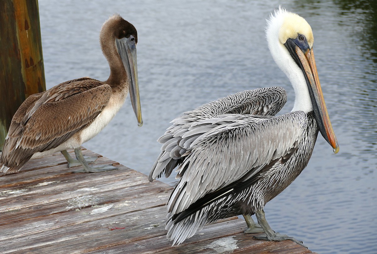 Brown Pelican - ML642814250