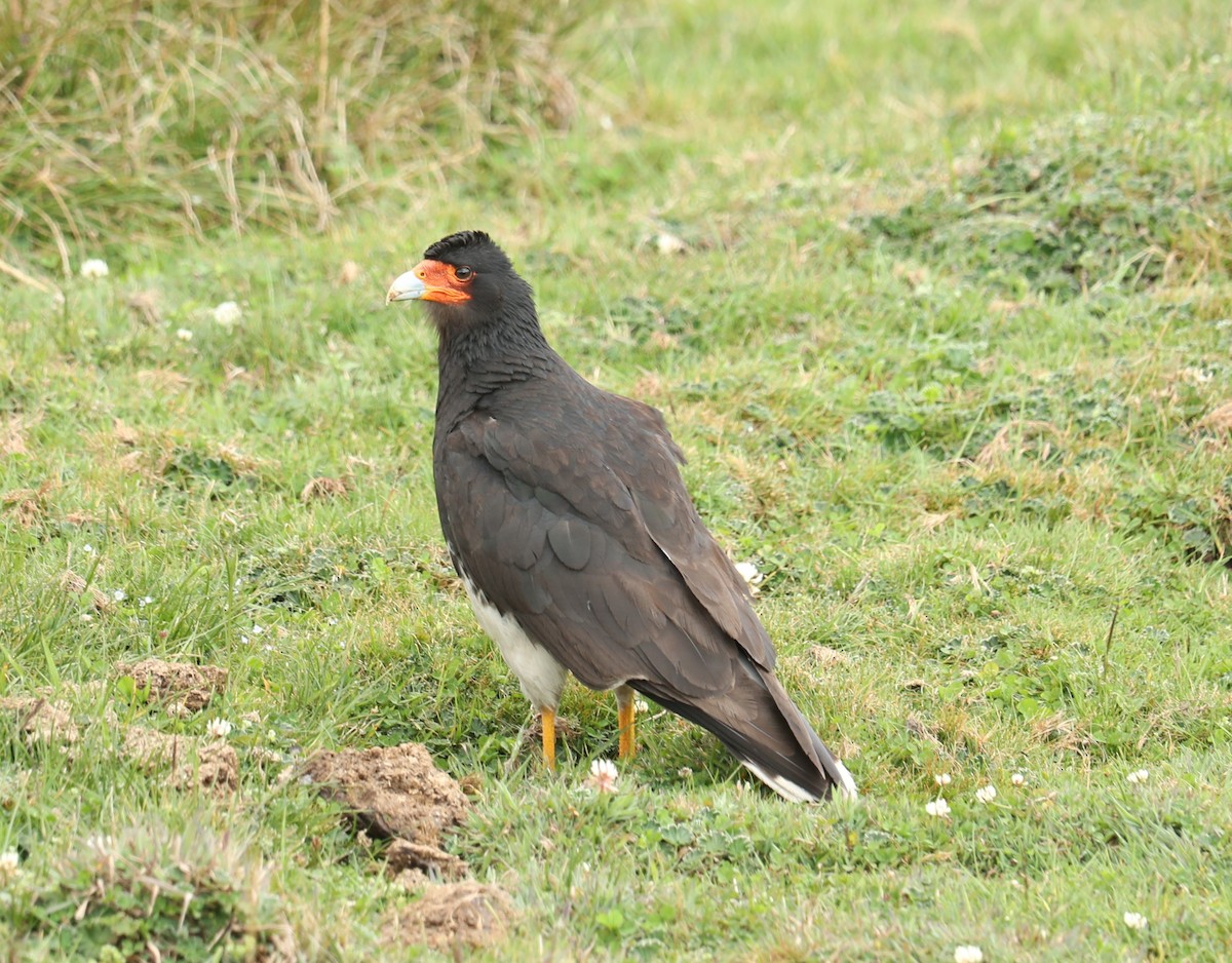Mountain Caracara - ML642814261
