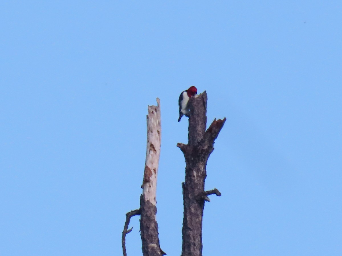 Red-headed Woodpecker - ML642814263